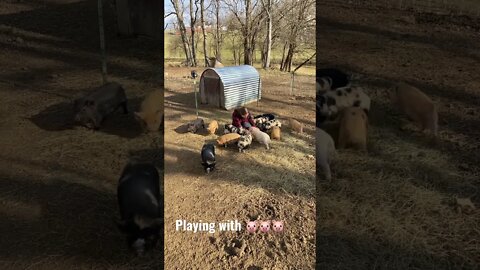 🐽Hanging out with the #kunekune #pigs #farmlife #cute