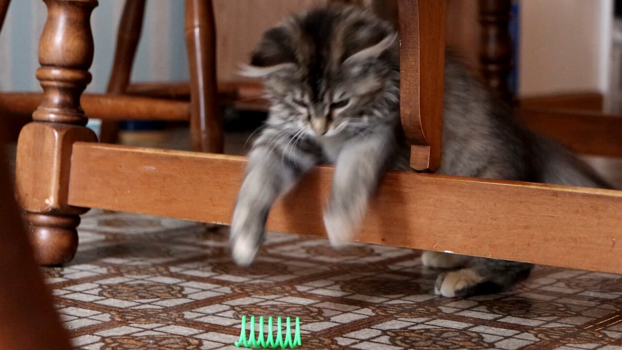 Leia Playing with Spring Toy