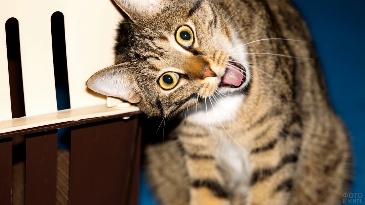 Cute kittens Baby Cats Cute and Funny Cat Videos Compilation