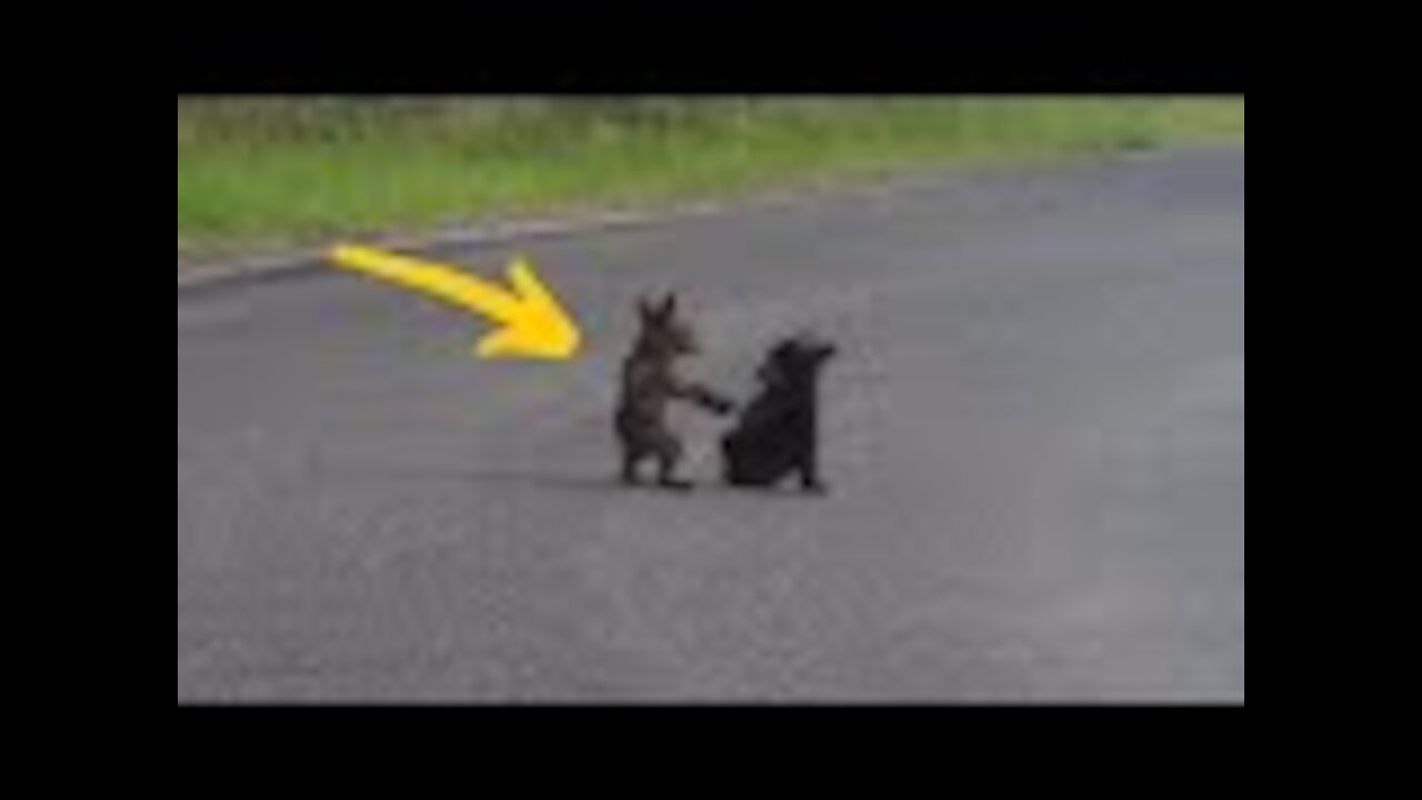 This Baby Bear Collapses In Middle Of Road, Cop Realizes He Needs To Run