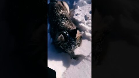 #shorts Смешные Собаки Из Тик Тока 140 Funny Dogs From Tiktok