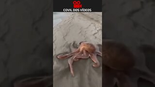 polvo correndo na praia