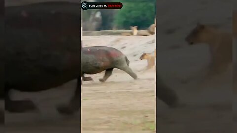 hippo fight against lion pride