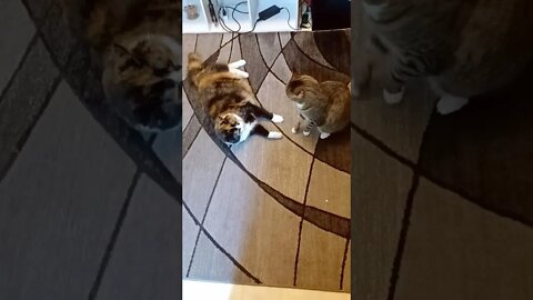 Cat Fight - Play Fighting Cats