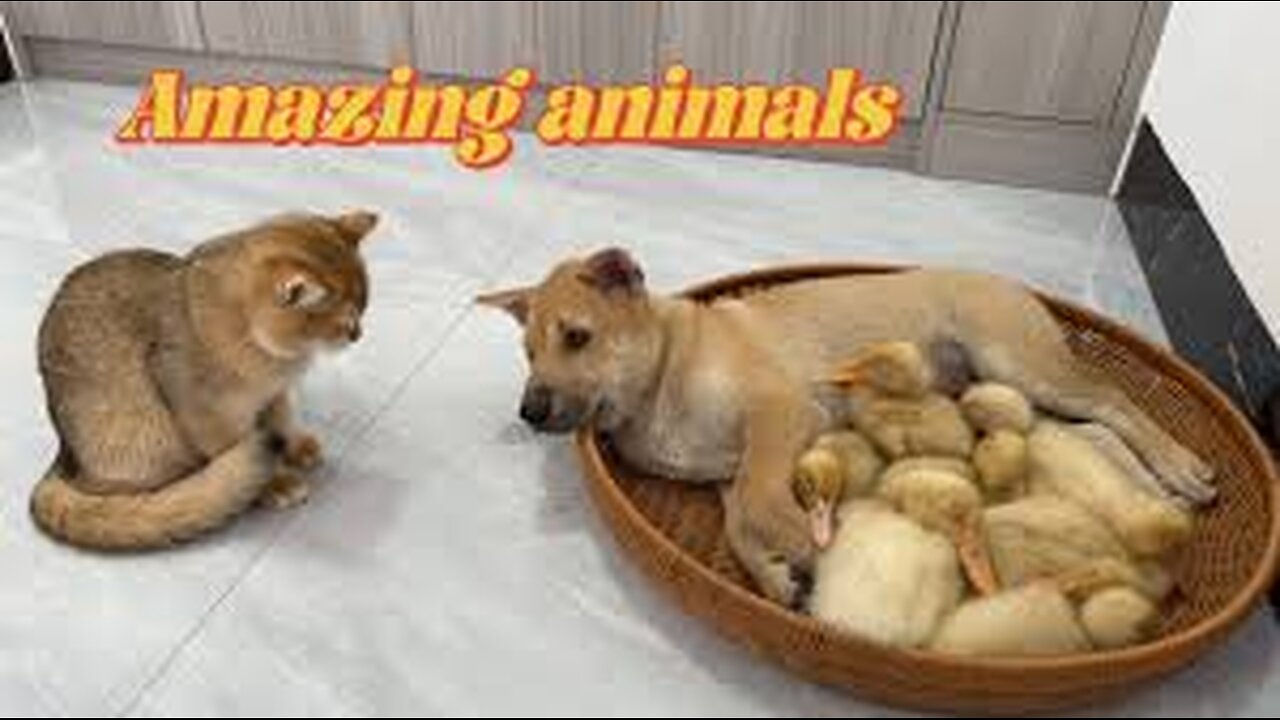 The puppy wants to cry and laugh! The kitten gave the duckling to the funny dog.Cute animal video