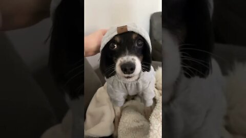 UNBELIEVABLE DOG-EAR: WAIT FOR YOU SURPRISE....#SHORTS