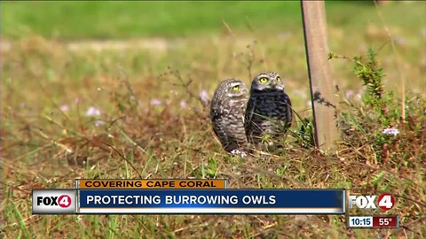 Protecting burrowing owls in Cape Coral