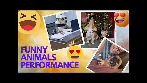 Funny animal reaction video