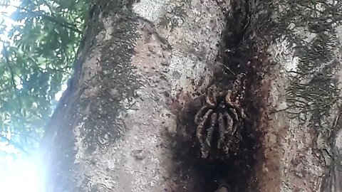 Abelha mandaçaia colônia de Mandaçaia