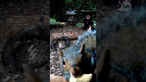 What Sent Him Running? #shorts #funnyanimals #nature