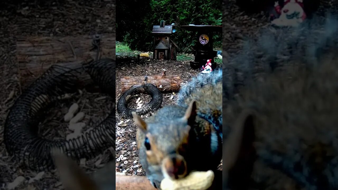 What Sent Him Running? #shorts #funnyanimals #nature