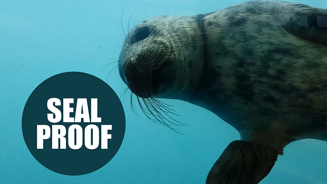 Young Gray Seal Rescued From An Air Vent Entrapment