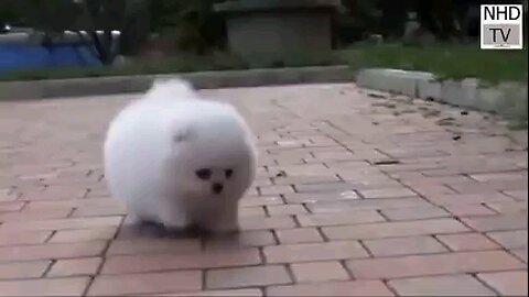 dog funny video
