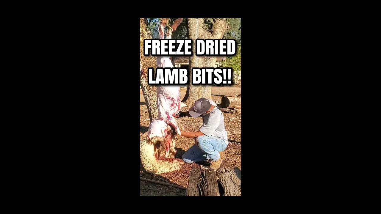 FREEZE DRIED LAMB BITS! #homesteading #sharpei #lamb #dog #meatlovers #farm #freezedrieddogfood