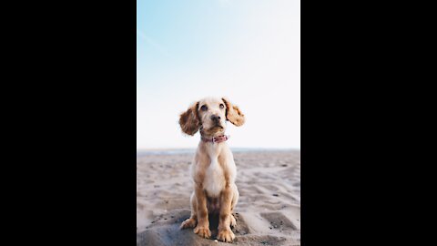 Funny face - guilty dogs