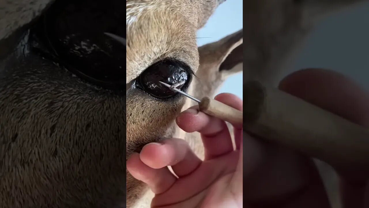 Eye peel ✨ taxidermy sheep eye #taxidermy #taxidermist #satisfying #eyes #animals