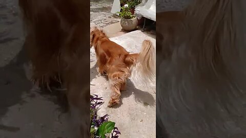 #dogshow , #animals , #dogs , #shorts