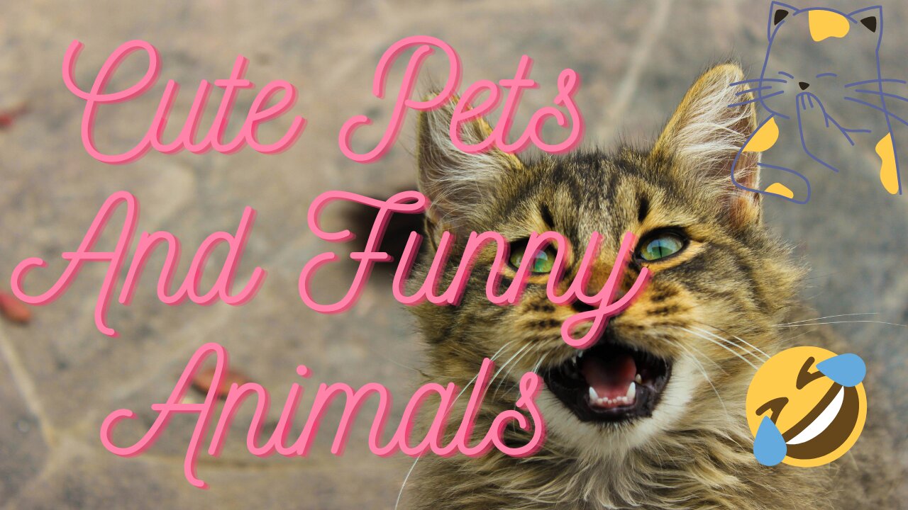 Compilation Pets And Funny Animals pt1