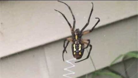 Cette araignée tisse une magnifique toile