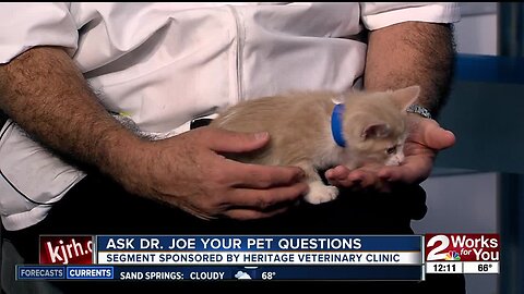 Ask Dr. Joe: Felix the cat visits