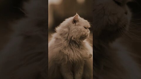 #animals #cat #cats #catslovers #animalphotography #catphotography