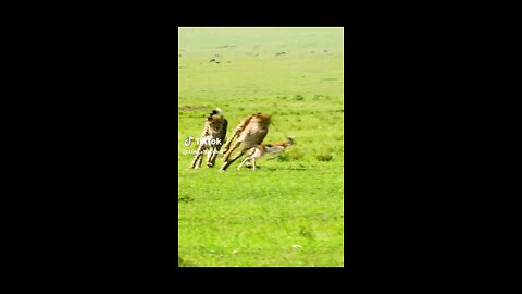 Hunting video