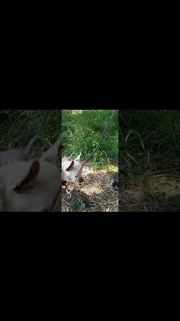 Killer the Chihuahua Noping out of the Kitten Gang