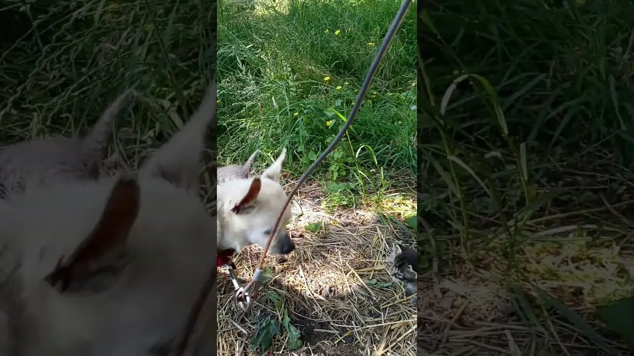 Killer the Chihuahua Noping out of the Kitten Gang