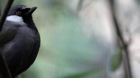 CatTV: Take your cat to the SD Zoo - Close Up bird