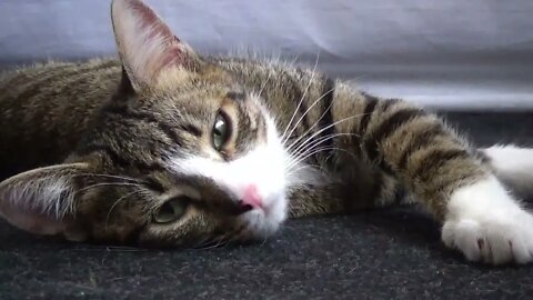 A Cute Quiet Little Cat