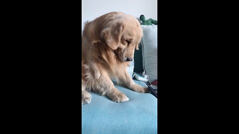 My dog made a mistake