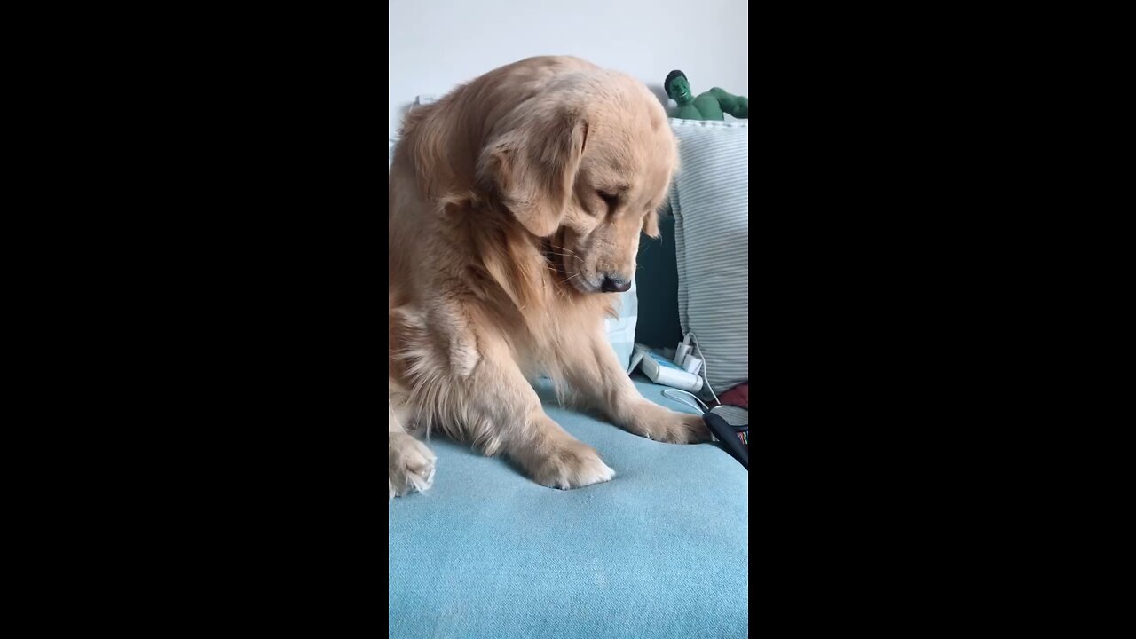 My dog made a mistake