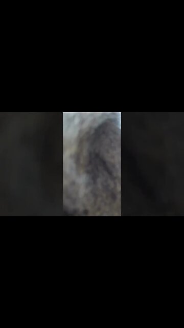 Another Day In the Squirrel/Bird Life #squirrelfeeder