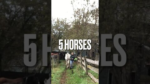 The 5 horses in a fashion show! 😂👍💕 #horse #horses #funnyhorsevideos