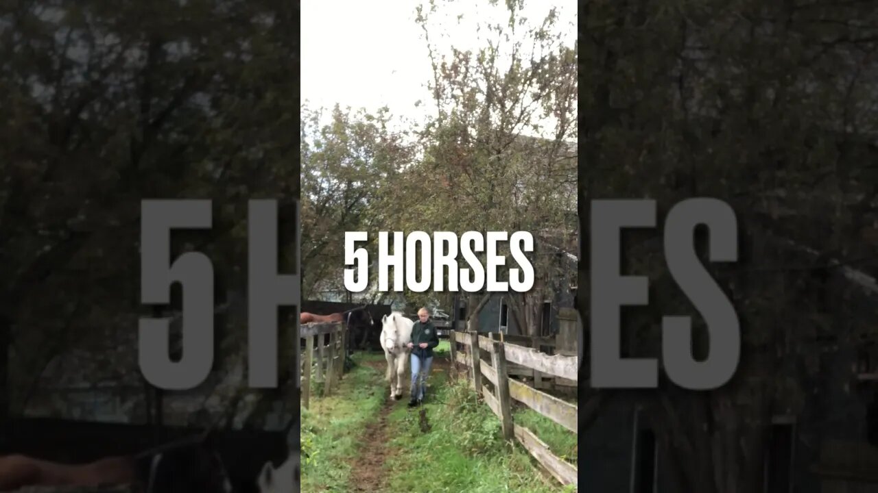The 5 horses in a fashion show! 😂👍💕 #horse #horses #funnyhorsevideos