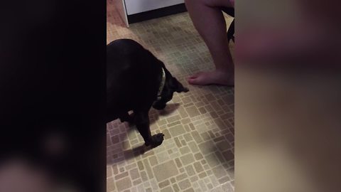 A Dog Plays With A Green Bean And Refuses To Eat It