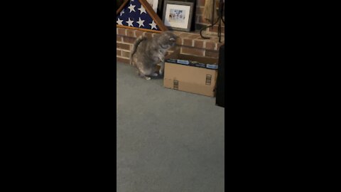 Cat tries to get treats