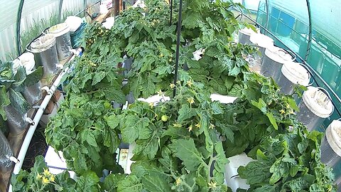 Micro Tomato Timelapse Ending 16-10-2023