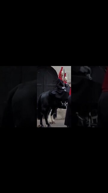 The horse agrees with the inspection #horseguardsparade