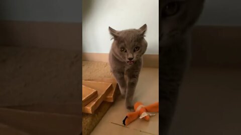 Funny Cats #shorts