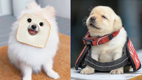 Baby Dogs - Cute and Funny Dog Puppies Video