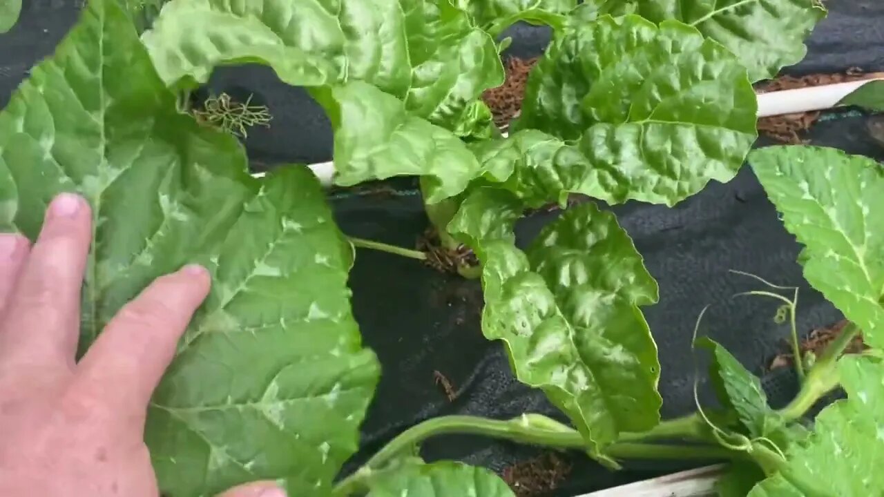 Garden Progress So Far this Year - 5-10-23