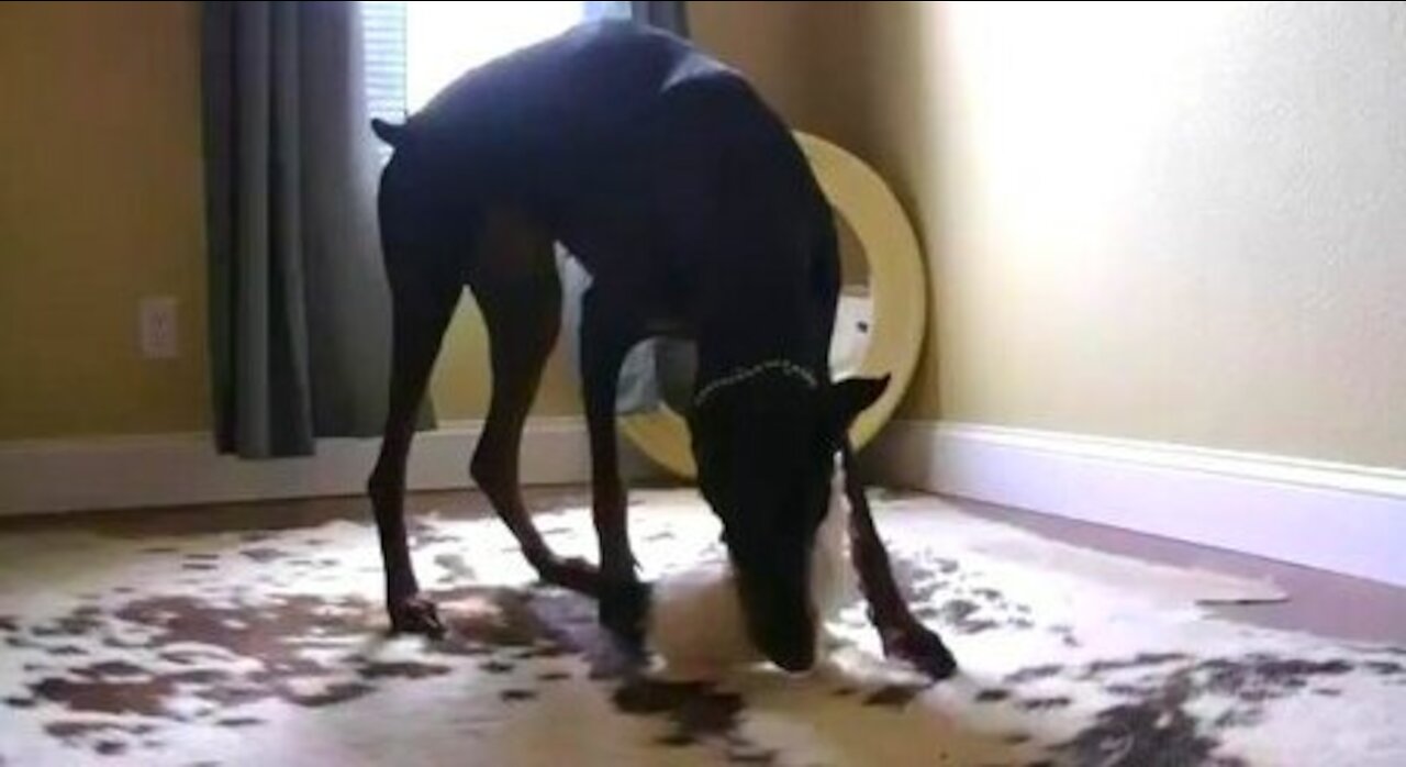 Kitten vs doberman
