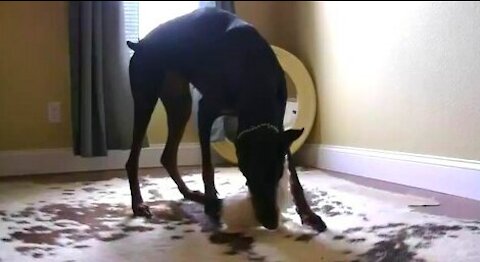 Kitten vs doberman