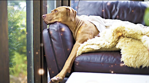 What's the dog thinking?