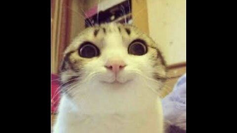 10 Funny Animal videos | 😂