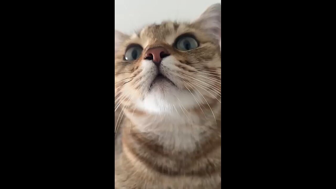 cat ka baccha