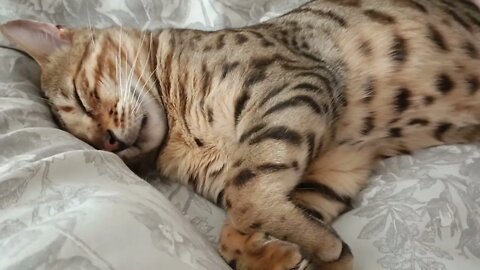 Bengal cat enjoys belly rubs 🐆