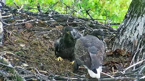 Hays Eagles H19 enjoys eating a rat tail! 04-29-2023 7:47am