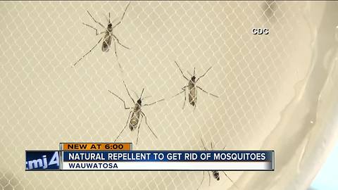 How to protect your family from mosquitoes this Fourth of July